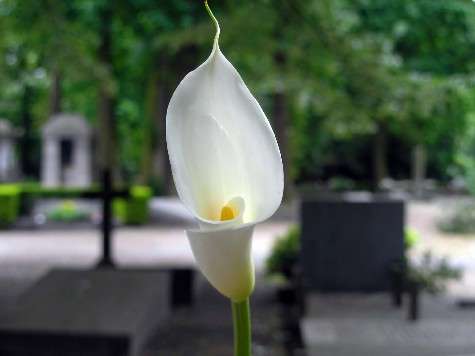 Tipos de funerales. Los funerales y sus tipos