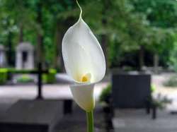 Los funerales , entierros y otras costumbres funerarias